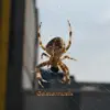 Geistermusik - The Spider On My Window